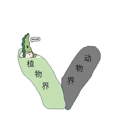误会大了！你爱吃的海带竟然不是植物-萌图百科