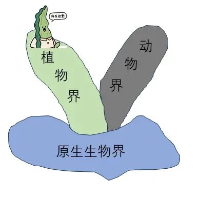 误会大了！海带竟然不是植物