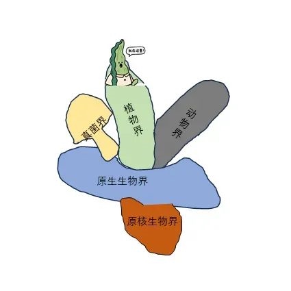 误会大了！海带竟然不是植物
