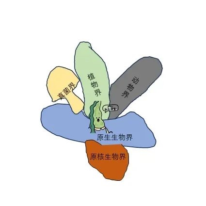 误会大了！海带竟然不是植物