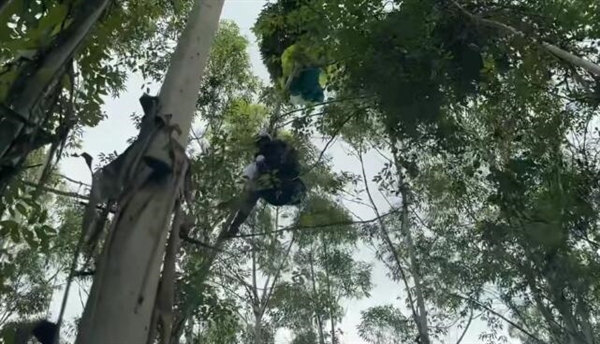 女子学滑翔伞 起飞十几秒突然坠落 大树救一命-萌图百科