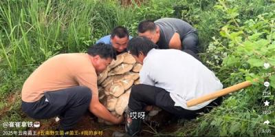 云南现80公斤巨无霸“菌王”：4名壮汉才能搬得动-萌图百科
