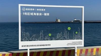 你们种在海底的“蚂蚁森林” 捞出海参了-萌图百科