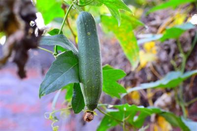 这种蔬菜嫩时能吃、老了能用 热量低还超补水-萌图百科