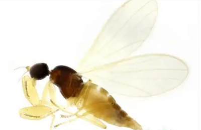 神农架发现稀有昆虫物种 系我国首次记录 体型仅2毫米-萌图百科