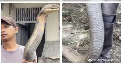三哥太勇！印男子徒手抓小腿般粗巨型眼镜王蛇：淡定到跟玩一样-萌图百科
