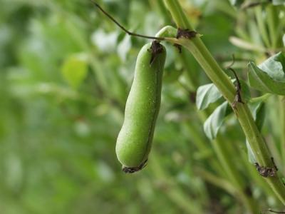 5岁娃误食蚕豆患上罕见“蚕豆病”：全身变黄住进ICU！-萌图百科
