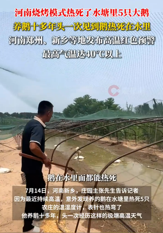 全国体感超45℃区域达到最大！河南网友：养鹅十多年头一次见鹅热死在水里-萌图百科