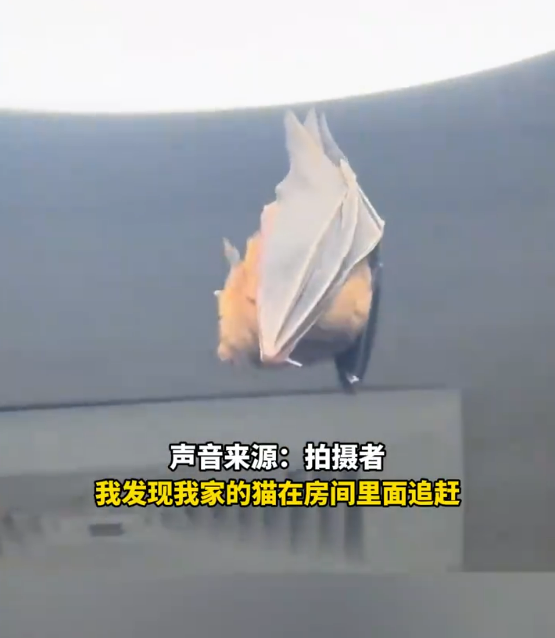 开饭了！网友家中惊现“大菊头蝠”：M码翅膀包不住XXL身体