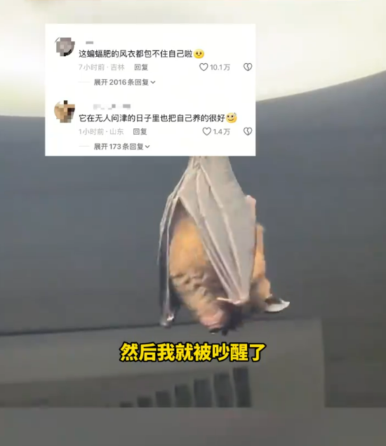 开饭了！网友家中惊现“大菊头蝠”：M码翅膀包不住XXL身体