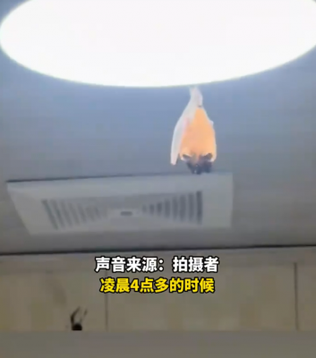 开饭了！网友家中惊现“大菊头蝠”：M码翅膀包不住XXL身体-萌图百科