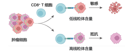 中科院新突破：纳米技术精准诱导肿瘤细胞自毁防线-萌图百科