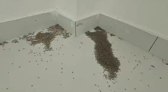 夏日的“告白语”是热到爆炸！河南极端高温热死蚊子-萌图百科