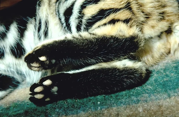 这是已知最致命的猫科动物！一年猎杀3000只啮齿动物