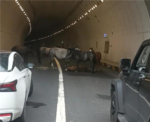 小马倒地5匹大马隧道内“拦路求助” 交警称已到现场处理-萌图百科