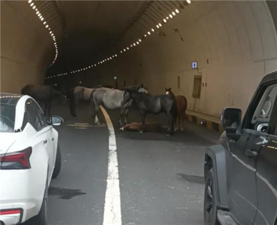 小马倒地5匹大马隧道内“拦路求助” 交警称已到现场处理-萌图百科