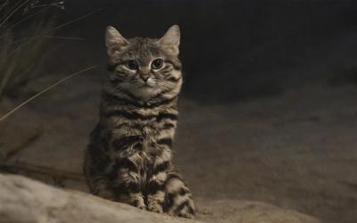 这是已知最致命的猫科动物！一年猎杀3000只啮齿动物-萌图百科