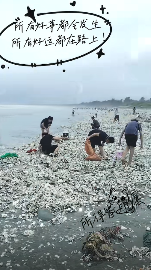 “韦帕”过境广东一海滩遍地海鲜 专家提醒：当心这种细菌引发败血症-萌图百科