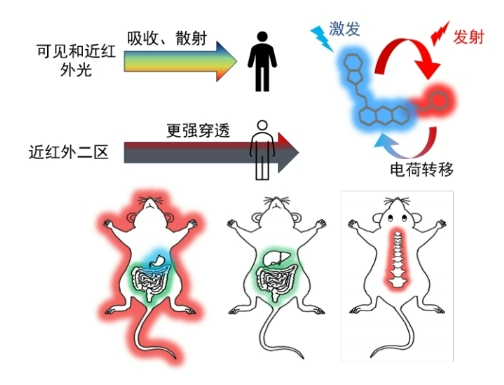 中科院发明新型荧光探针：能让骨骼“发光” 一览无余-萌图百科