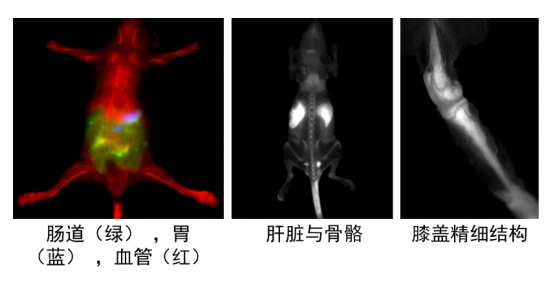 中科院发明新型荧光探针：能让骨骼“发光” 一览无余
