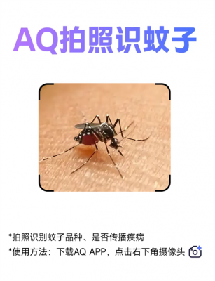 广东发生基孔肯雅热疫情 AQ上线拍照识蚊子功能：支持品种识别-萌图百科
