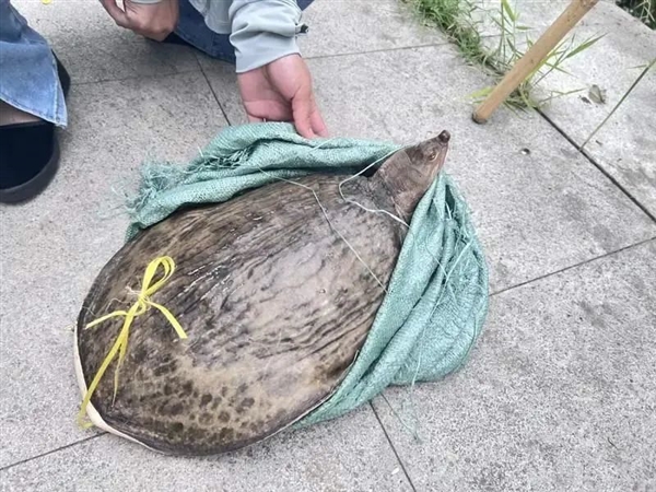 多地街头贩卖“野生鳖”：不要吃、更不能买来放生！