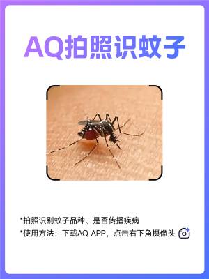 广东人注意！用AQ拍张照就能知道蚊子“毒不毒”-萌图百科