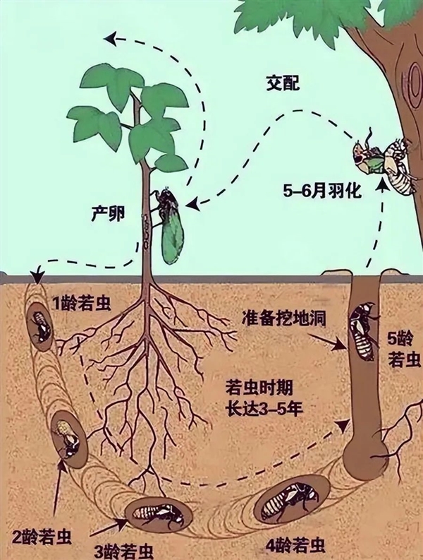 有人抓“知了猴”一晚能赚几百元！这么值钱为何鲜有人养殖
