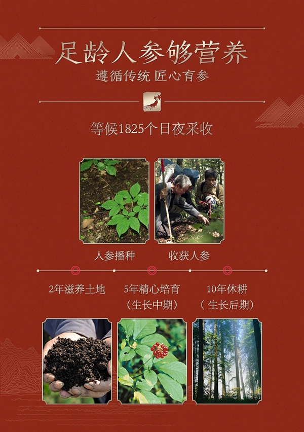 送长辈亲朋太合适了！长白山全须人参大促：99元4盒