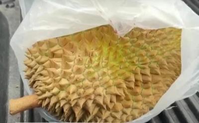 泰国一男子骑摩托追尾皮卡 一头扎到榴莲上：太惨！-萌图百科