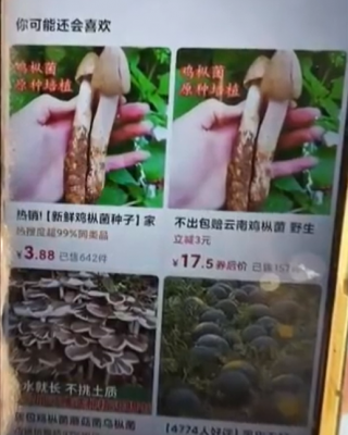 网购“鸡枞菌种”却种出毒蘑菇 专家称网售的全是假货-萌图百科