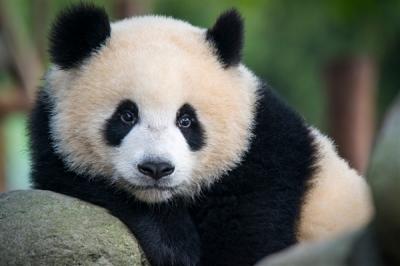 饭圈文化要不得！中国大熊猫保护研究中心发声：坚决反对和抵制-萌图百科