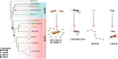 工蚁为何放弃繁殖养育同类 科学家揭开蚂蚁亿年演化之谜-萌图百科