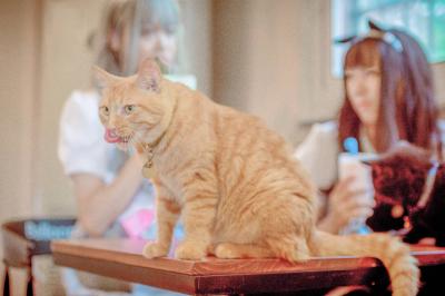 猫咪后院黑灰猫cosplay-萌图百科